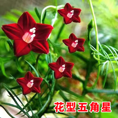 羽叶茑萝花种籽子四季庭院阳
