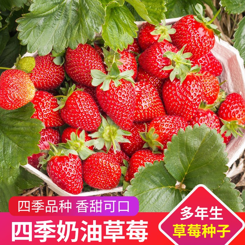 四季奶油草莓种子 易活超甜大草莓籽阳台盆栽室内外蔬菜水果种孑
