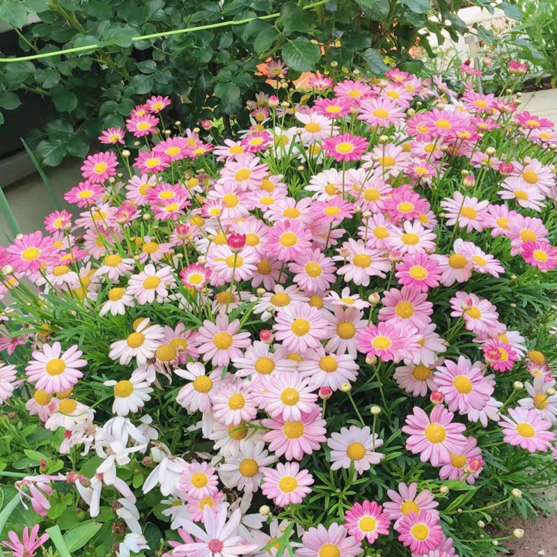 地被菊花种子玛格丽特籽室图片