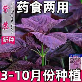 【紫苏种子】可食用双面红紫苏大叶紫苏种籽四季耐热阳台盆栽蔬菜