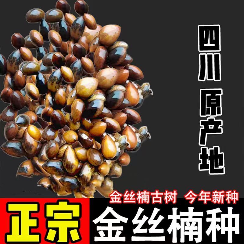 正宗金丝楠木树苗种子四川小叶楠细叶金丝楠桢楠2024年新采种子籽