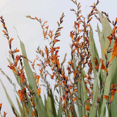 火焰兰带叶干花自然风干真花客厅装饰玄关橱柜落地插手工相框花材