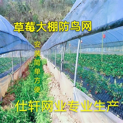 农用草莓俩侧通风口防鸟网葡萄果园天网西瓜大棚口拦鸟果树防护网