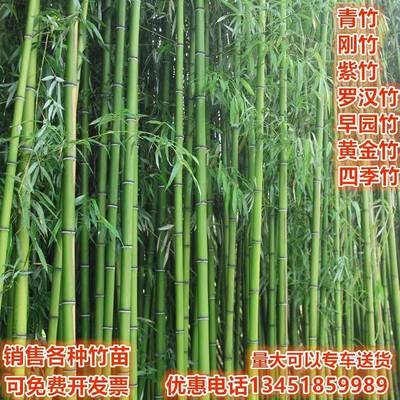 竹子苗庭院耐寒大型观赏竹子盆栽四季常青紫竹苗黄金竹罗汉竹刚竹