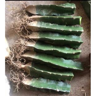 三角柱三棱箭多肉嫁接用仙人掌科蟹爪兰球植物砧木带根长得快又好