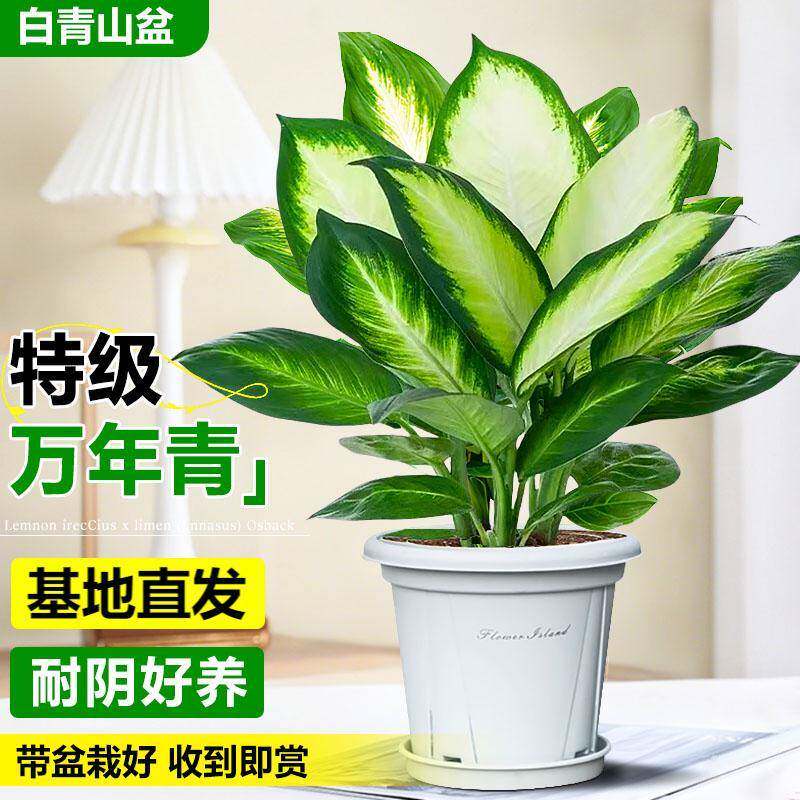 大叶万年青绿植特级盆栽室内办公室四季常青净化空气好养活绿植物