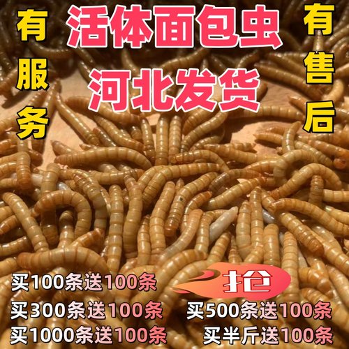 活体面包虫宠物食品钓鱼饵料