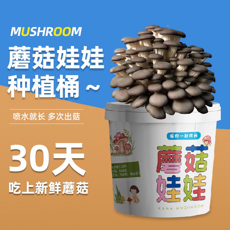 速发蘑菇盆栽种植桶趣味台儿童幼庭园平菇家殖食用菌包养儿儿童