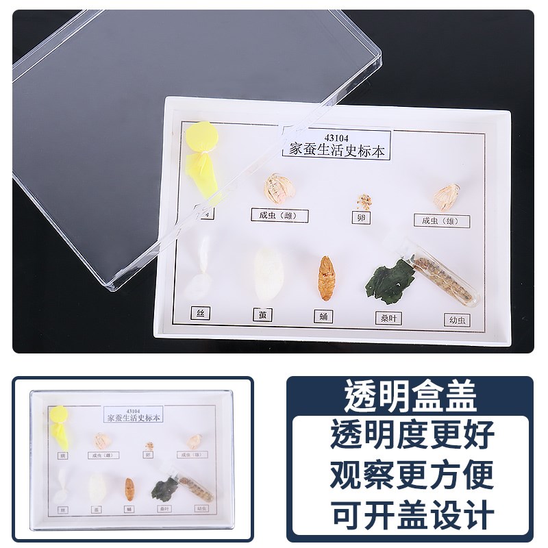 速发家蚕生活史404常见昆虫标本6益6害450塑料盒小学自然科学中学