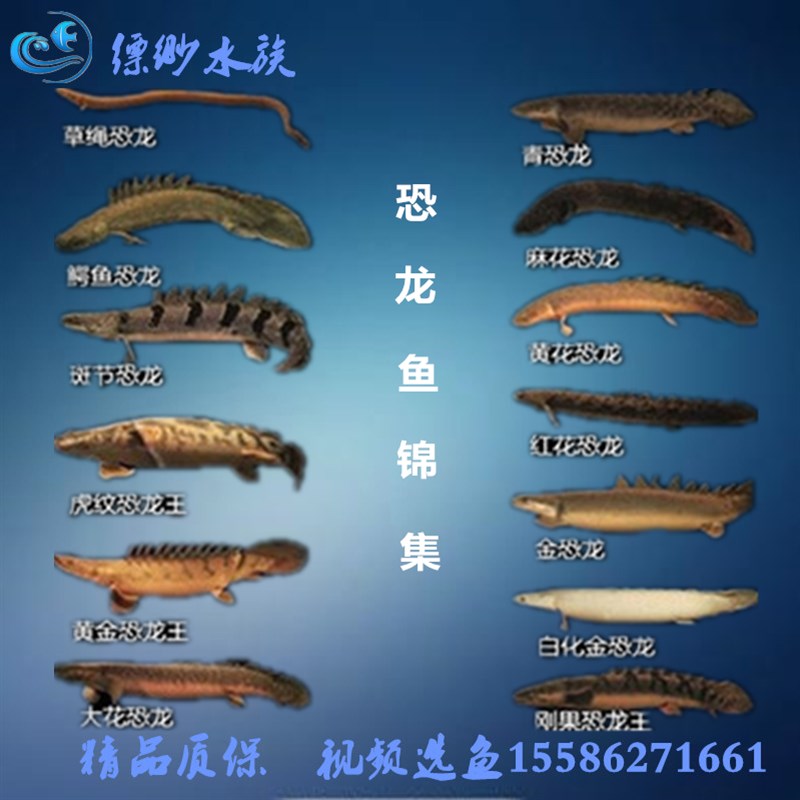 速发大型热带古代鱼 恐 鱼 恐龙 龙刚果恐龙 虎纹恐龙王