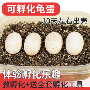 速发精尚天 乌龟蛋可孵化受宠活草龟花龟蛋小乌龟蛋物龟