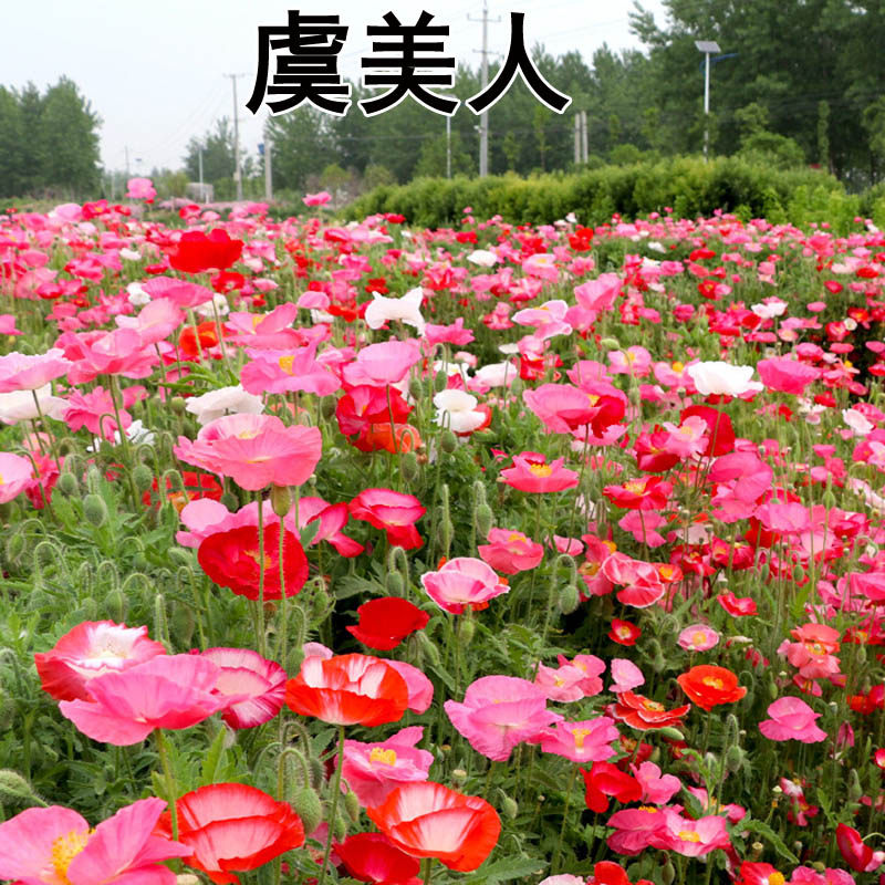 冰岛虞美人种子花种子四季易种花草卉盆栽植物花种籽子野花组合