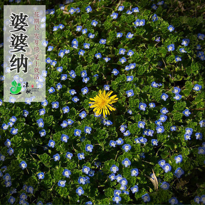地被婆婆纳种子耐寒花卉种子籽四季易种活园林绿化景观花种子花海