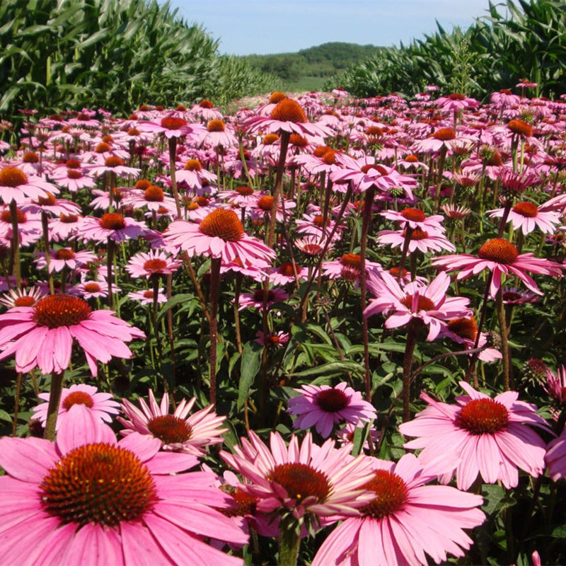 紫松果菊种子多年生景观植物花种子耐寒四季种紫锥菊花草花卉种子