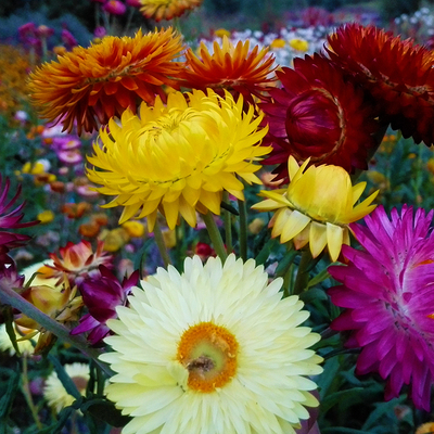 麦秆菊种子花春季蜡景观卉园