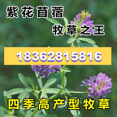 金皇后紫花苜蓿草种高产耐寒四