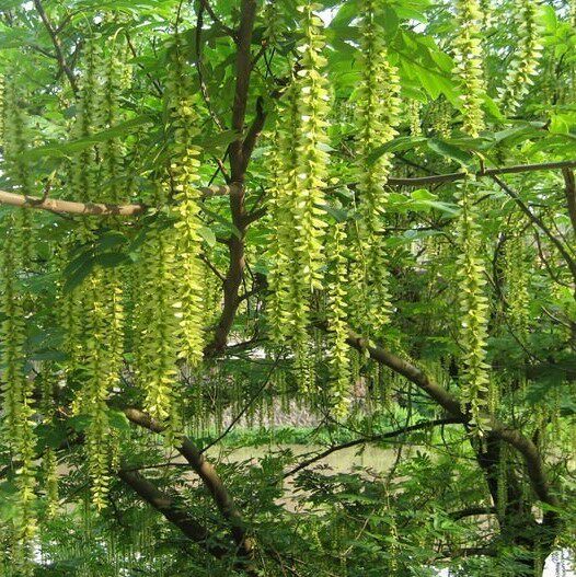 枫杨种子 白杨大叶柳大叶头杨树水麻柳枰柳树 蜈蚣柳枫杨树种子