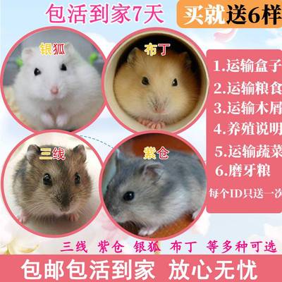 小仓鼠活物三线银狐一对