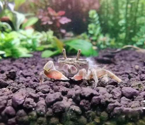 迷你蟹辣椒观赏可与孔雀