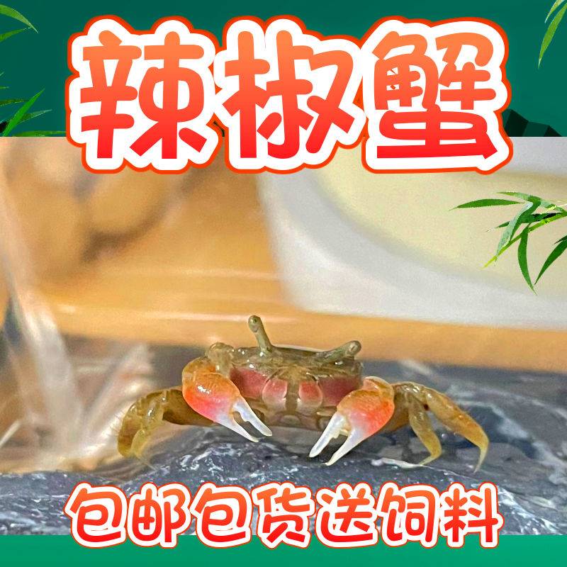 迷你辣椒蟹观赏蟹深水蟹