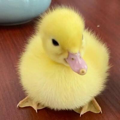 网红柯尔宠物宠以沫活体小黄鸭