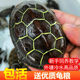 外塘苏北金线草龟小乌龟长寿龟中华草龟墨龟招财长寿深水 包活