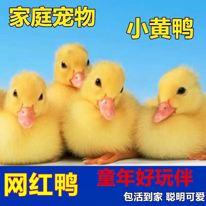网红柯尔鸭活宠物小黄鸭幼崽科尔鸭活体正宗柯达活物繁殖下蛋包邮