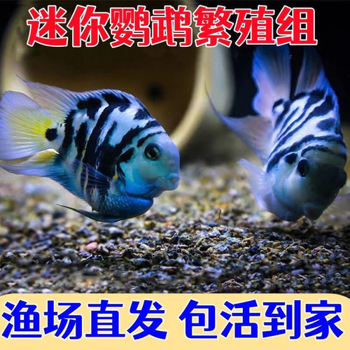 迷你鹦鹉鱼繁殖组观赏种一