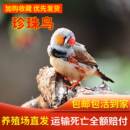 珍珠鸟活体观赏宠物鸟活物鸟白灰驼色珍珠鸟小巧可爱好养活 包邮