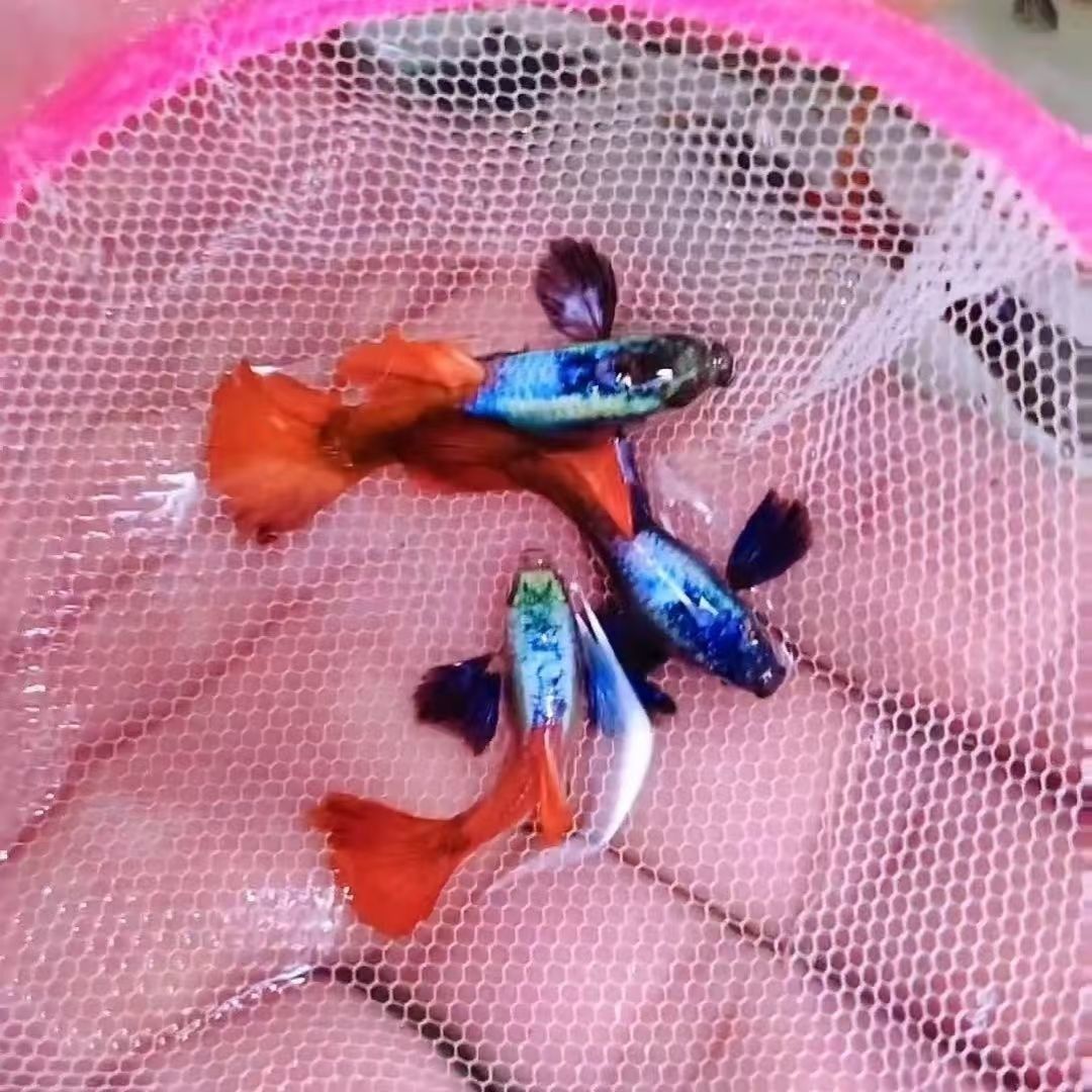 顺丰发货精品白金象耳孔雀鱼红尾