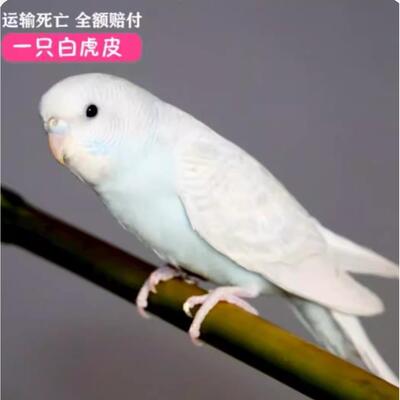 包说话虎皮鹦鹉活鸟宠物体