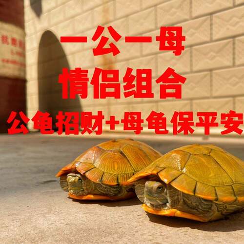 黄金小乌龟巴西龟活体