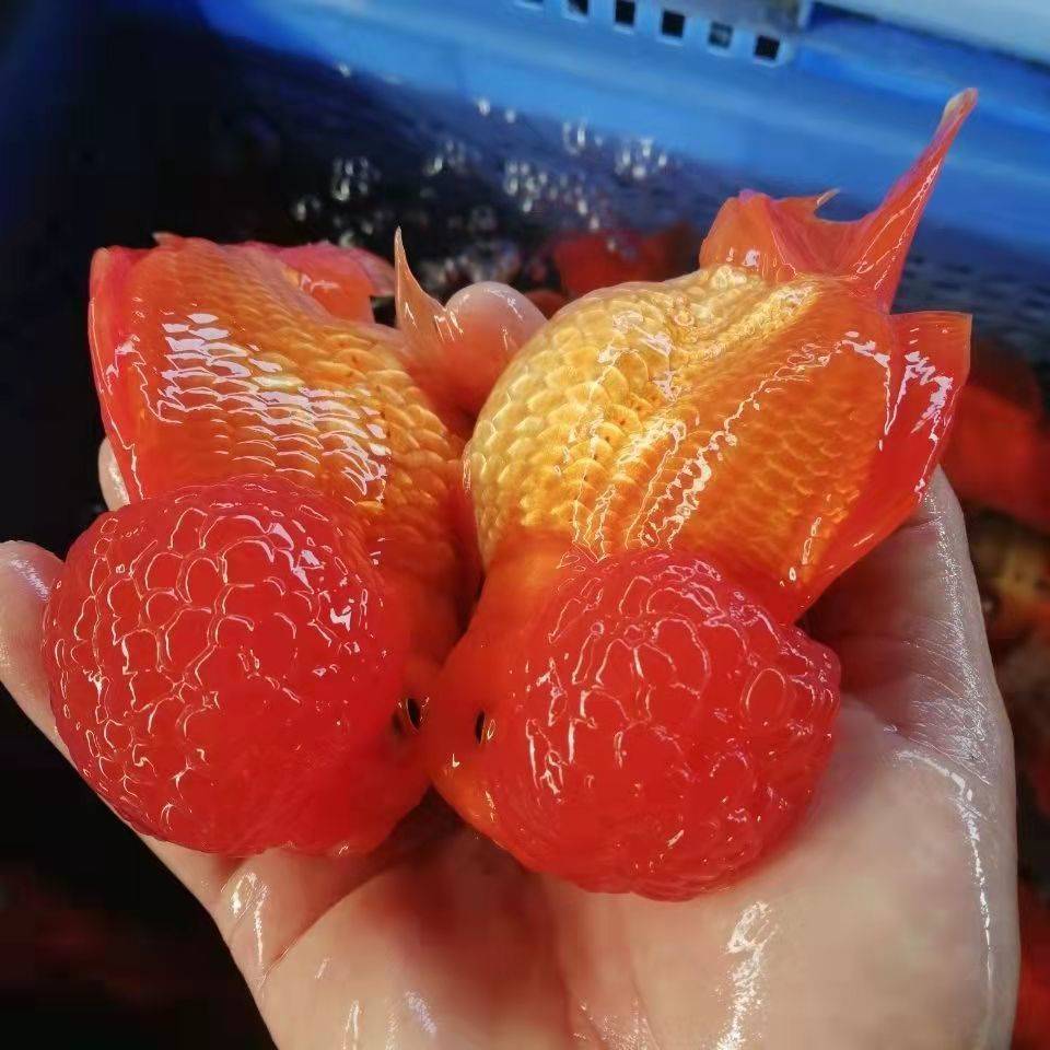 小金鱼招财鸿运鹤顶红狮子头大头金鱼淡水冷水观赏鱼