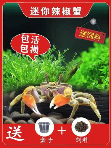 【送饲料】迷你辣椒蟹观