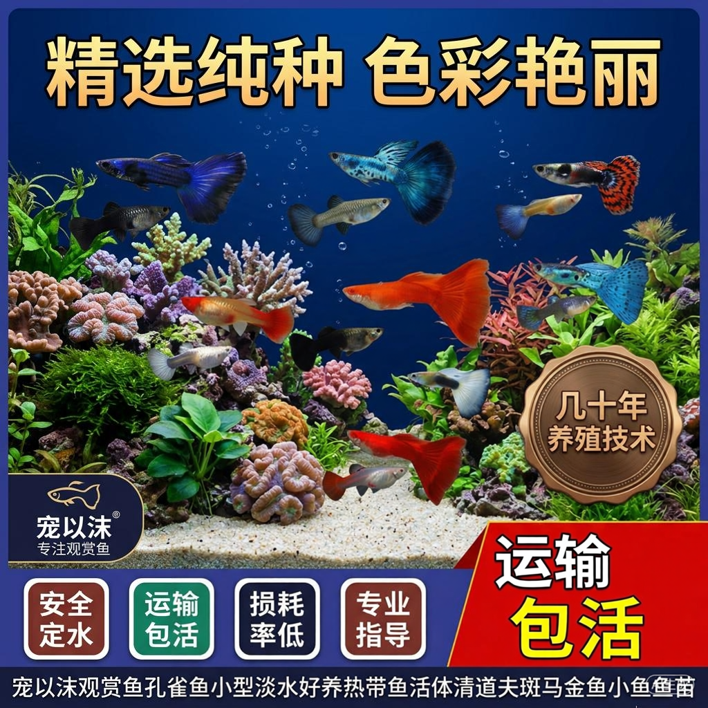 孔雀鱼纯种活体凤尾鱼热带小型淡水观赏鱼好养耐活孔雀鱼小鱼斑马