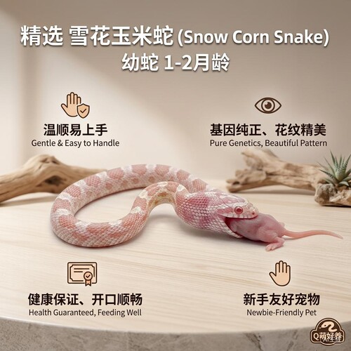 玉米蛇宠物蛇活物苗子温驯无毒可上手爬宠高黑王蛇猪鼻包开食