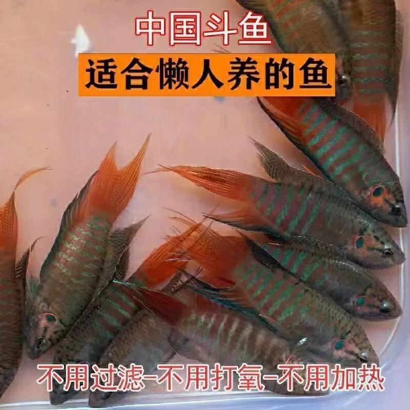 活鱼巨普叉中国斗鱼原生菩萨花手巾天堂鱼旁皮婆观赏小鱼无需打氧图片