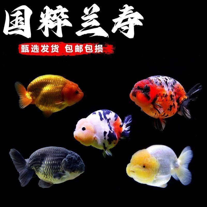 金鱼兰寿金鱼观赏鱼鱼苗淡水百褶泰狮活鱼红狮子头国狮金鱼冷水鱼