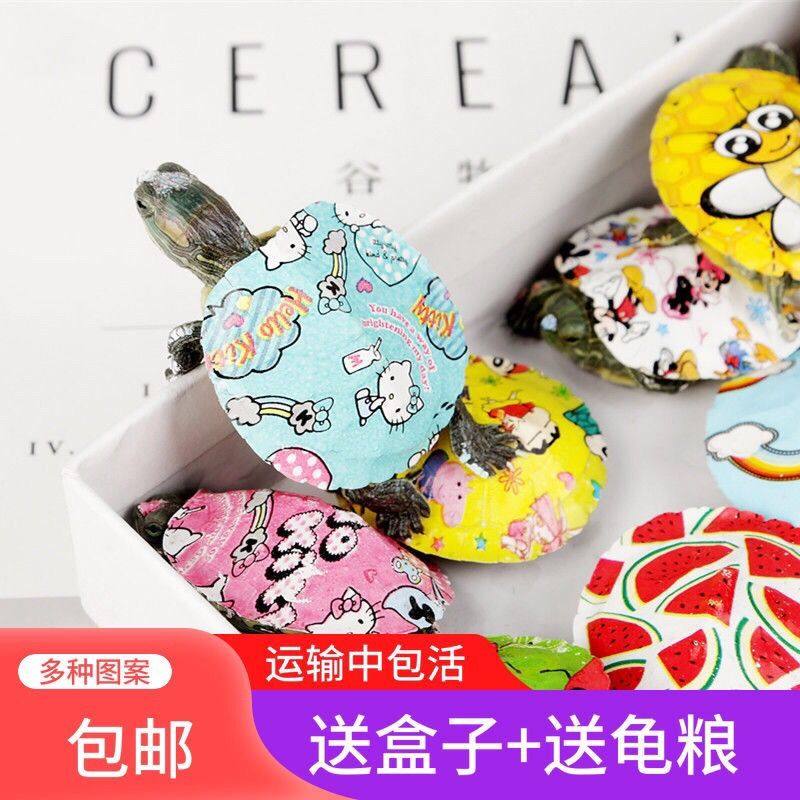 抖音网红小乌龟活体宠物龟炫彩七彩小乌龟苗活物地摊摆摊五彩