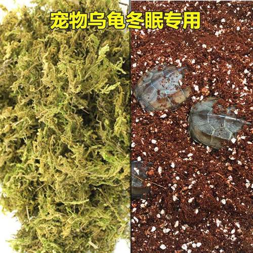 乌龟冬眠椰土苔藓蜗牛蝎