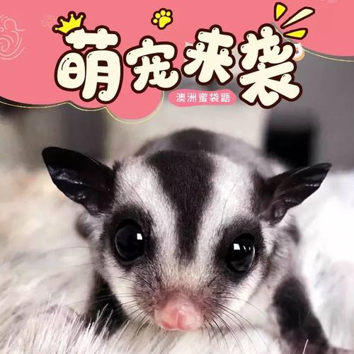 活体蜜袋鼯宠以沫包邮包活