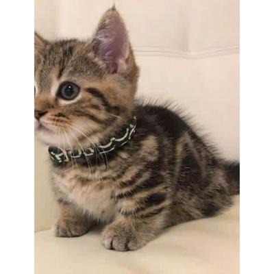 中华田园猫狸花猫幼崽橘猫幼猫黑白奶牛猫活体白猫黑猫三花猫虎斑