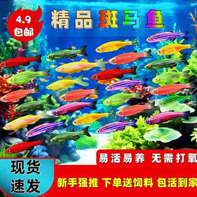 【小巧可爱】七彩斑马鱼热