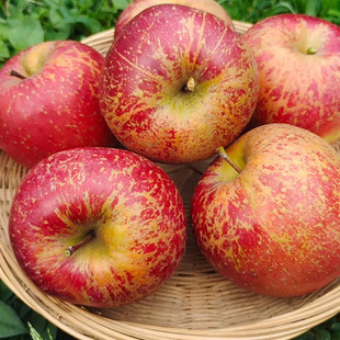 正宗大凉山丑苹果冰糖心当季孕妇新鲜水果整箱9四川盐源野生萍果