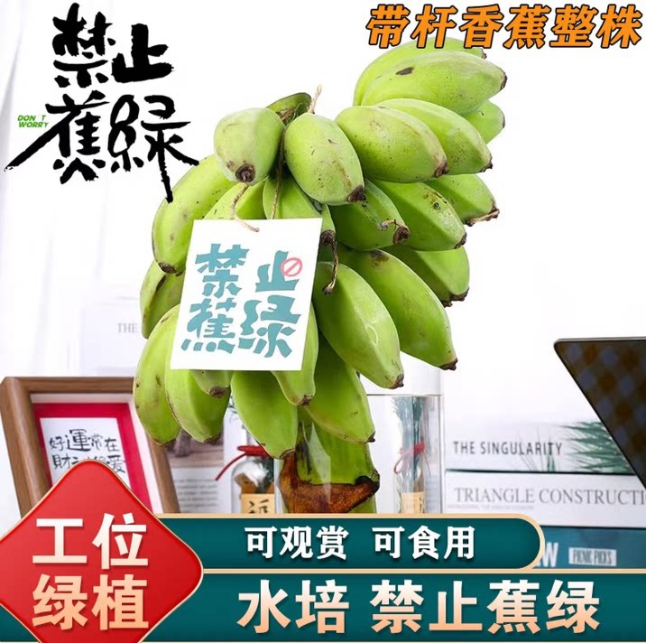 【禁止蕉绿】带把香蕉整串应季新鲜水果香蕉整箱小米蕉整株送卡片