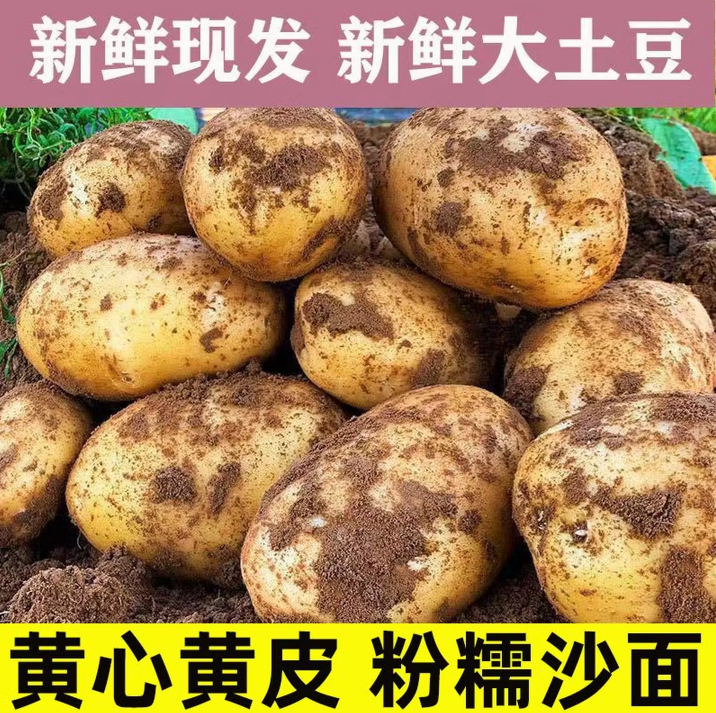 贵州威宁高山黄心马铃薯整箱