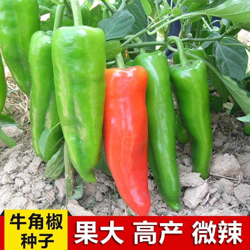 正宗牛角辣椒种子高产微辣大青辣椒南北方阳台四季农家蔬菜种籽