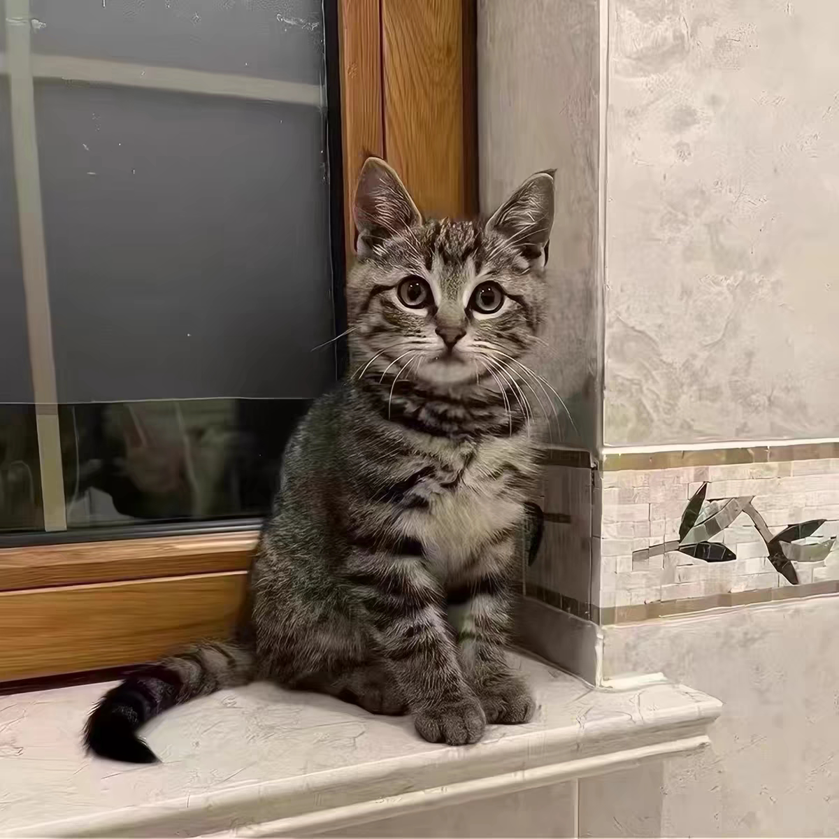 狸猫幼崽中华田园猫狸花猫活体纯猫咪