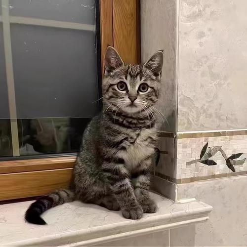 狸猫幼崽中华田园猫狸花猫活体纯黑猫白猫奶牛猫三花小可爱捕鼠猫