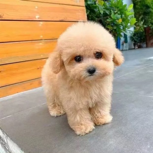 泰迪幼犬可爱小狗泰迪贵宾泰迪纯种不掉毛的宠物狗现货泰迪熊